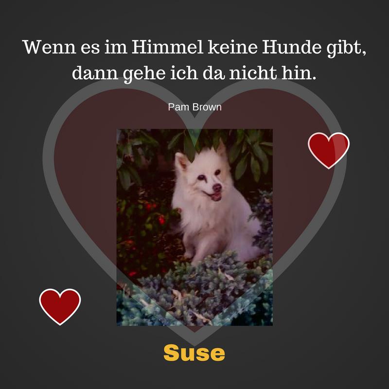 In Memoriam Suse: Unser dritter Hund wurde fast 18 Jahre.