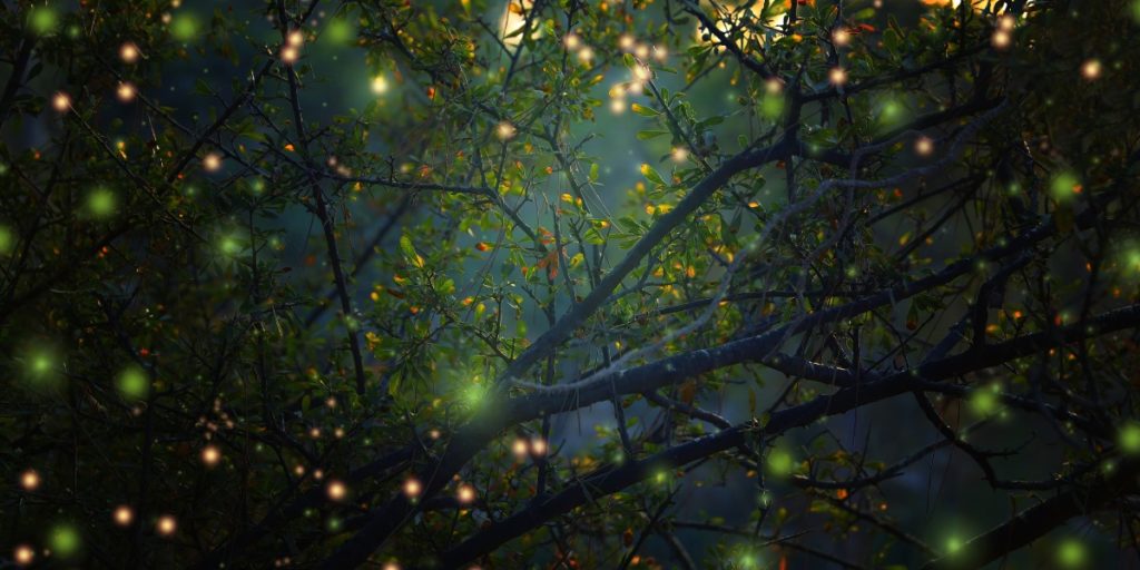 Märchen für Jan David Ott - zu sehen ist ein magischer Wald mit Lichtpunkten