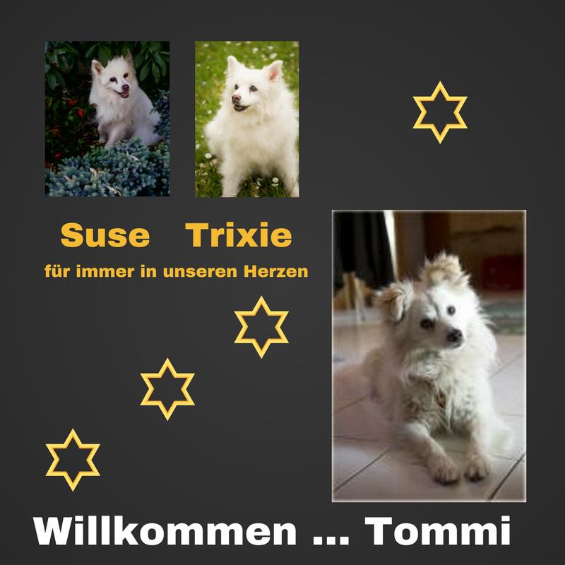 Gefühlschaos. Oben Suse und Trixie, zwei verstorbene Hunde. Unten Tommi, neues Familienmitglied Hund.