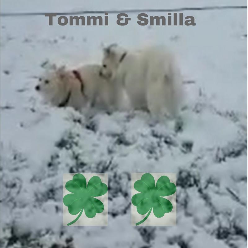Zwei Hunde: Tommi und Smilla. Die beiden Spitze genießen den Schnee Spaziergang.